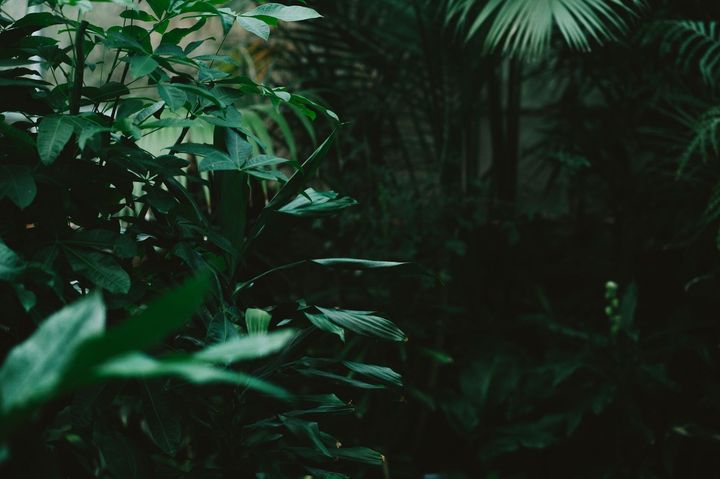 Jungle